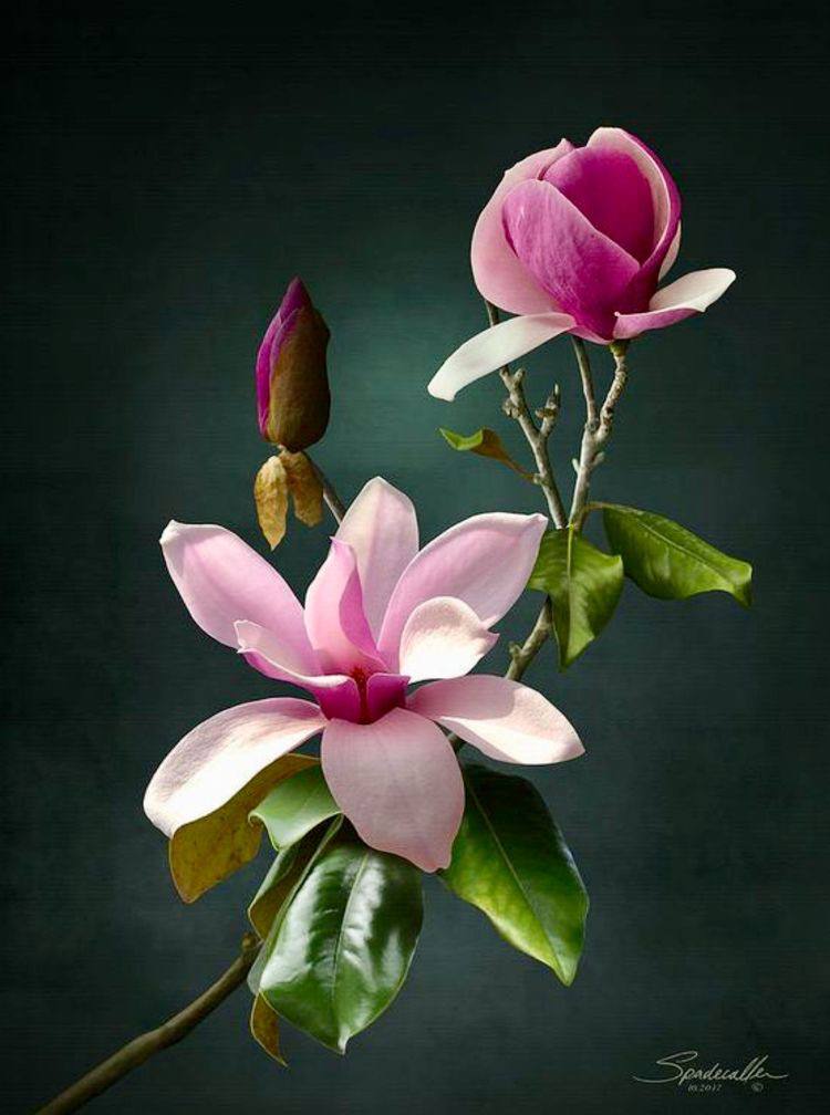 bengala-flowers-umet-tsvety-v-realizme-01