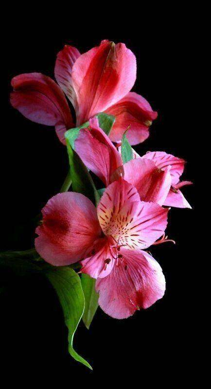 bengala-flowers-umet-tsvety-v-realizme-02