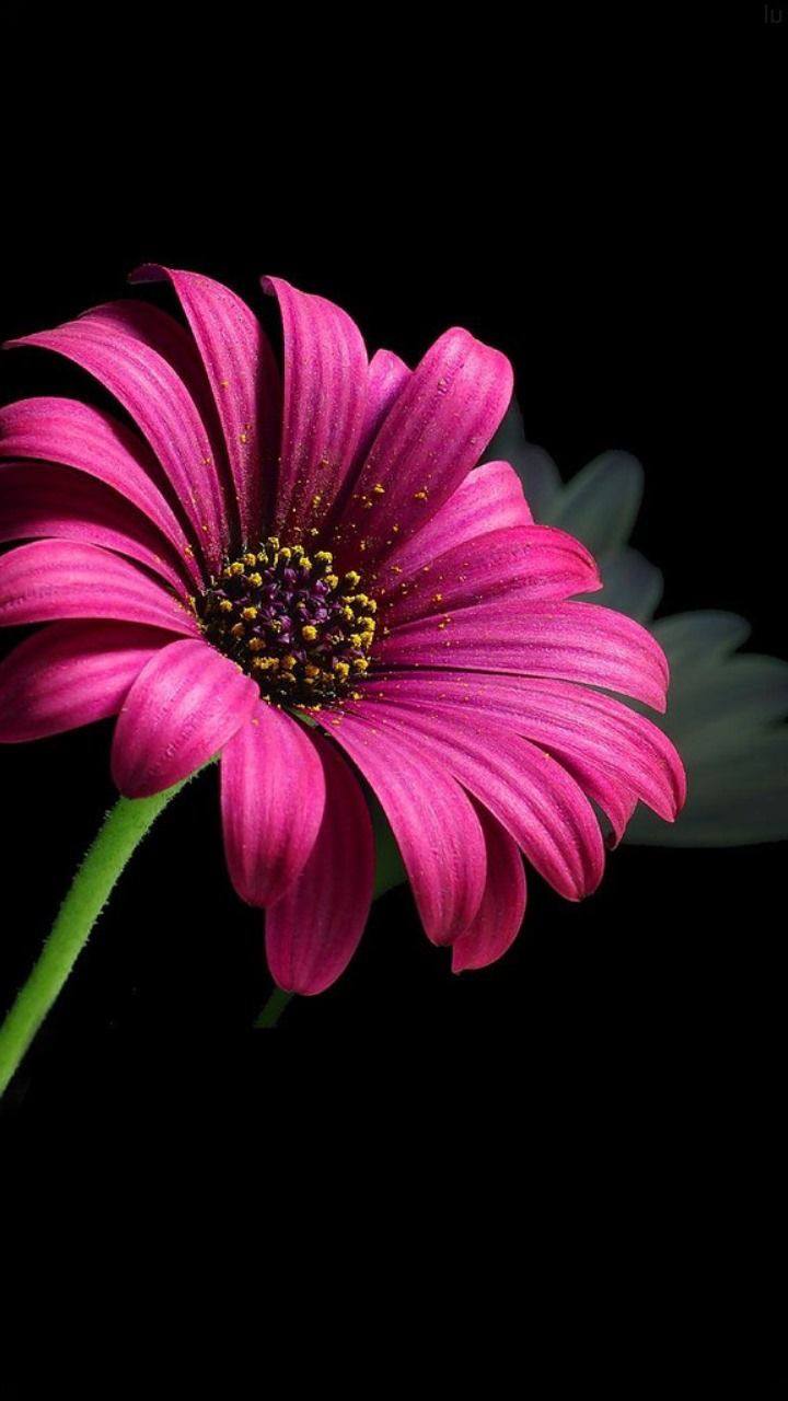 bengala-flowers-umet-tsvety-v-realizme-03