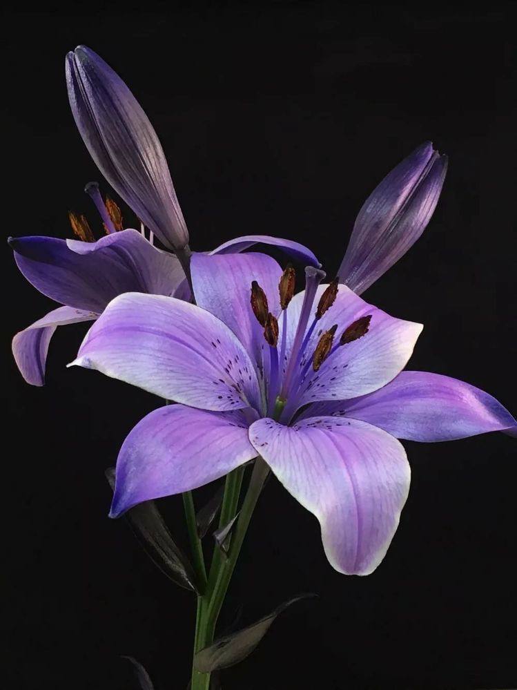 bengala-flowers-umet-tsvety-v-realizme-04