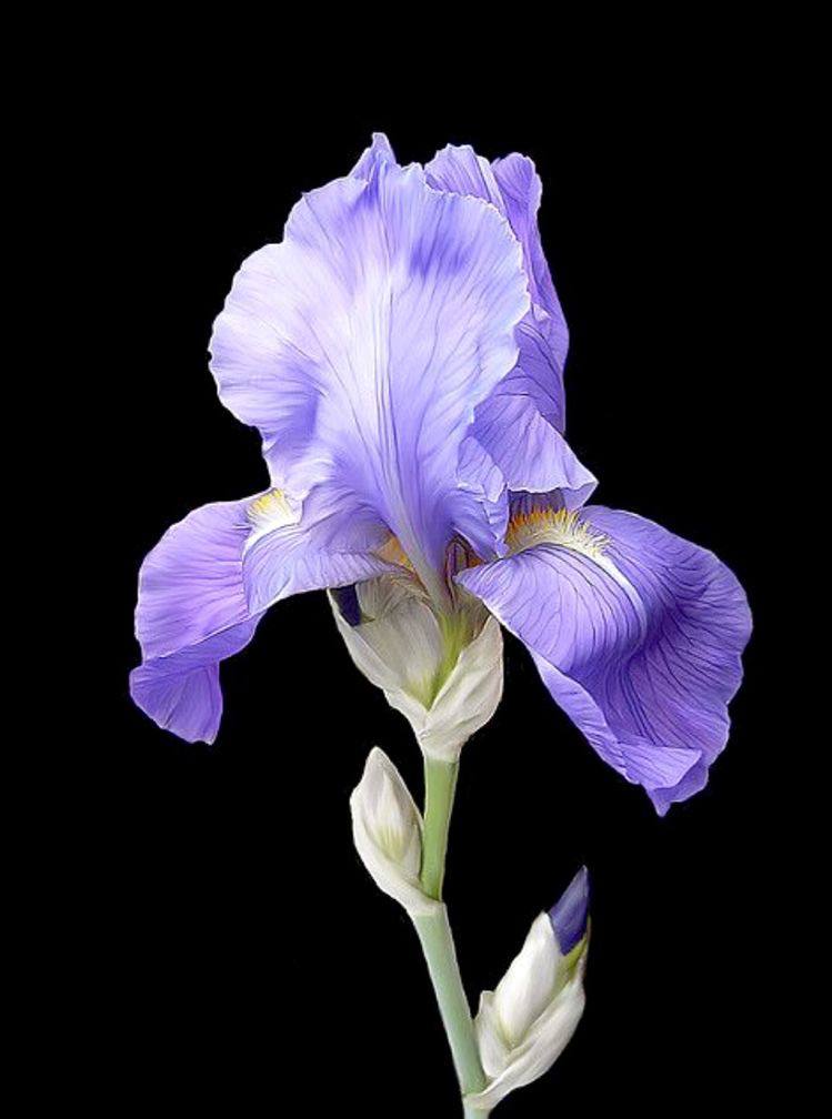 bengala-flowers-umet-tsvety-v-realizme-06
