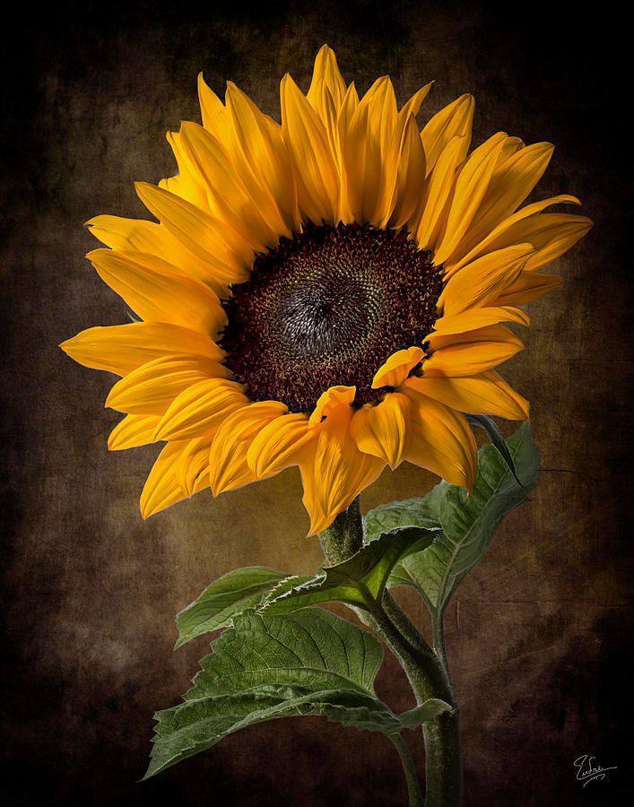 bengala-flowers-umet-tsvety-v-realizme-09