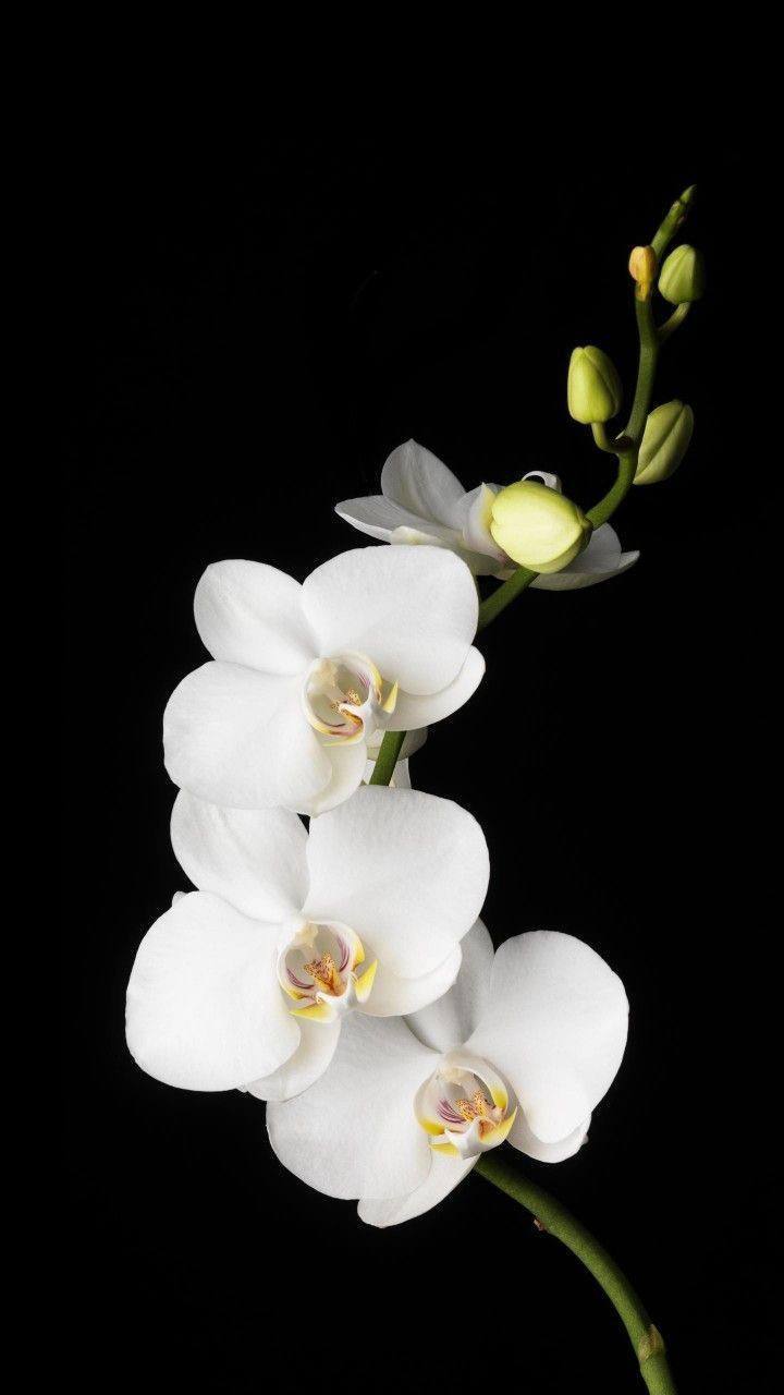 bengala-flowers-umet-tsvety-v-realizme-10