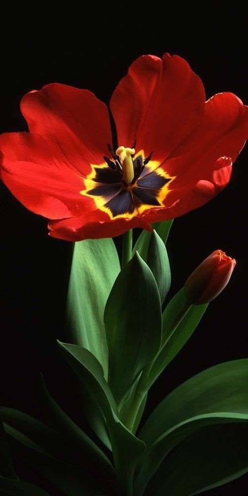 bengala-flowers-umet-tsvety-v-realizme-11