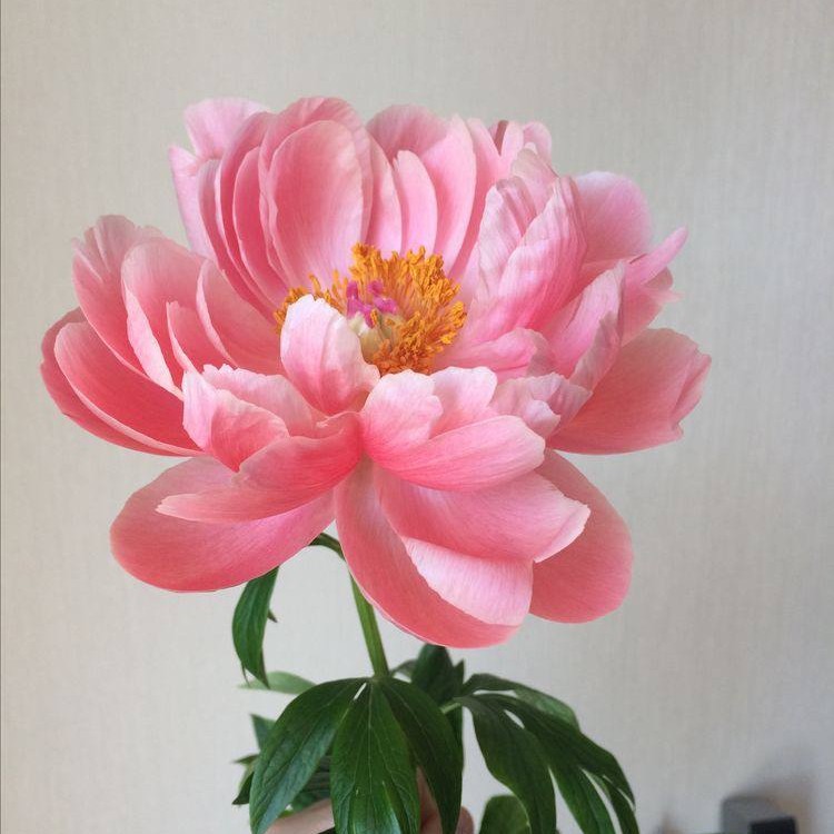 bengala-flowers-umet-tsvety-v-realizme-thumb